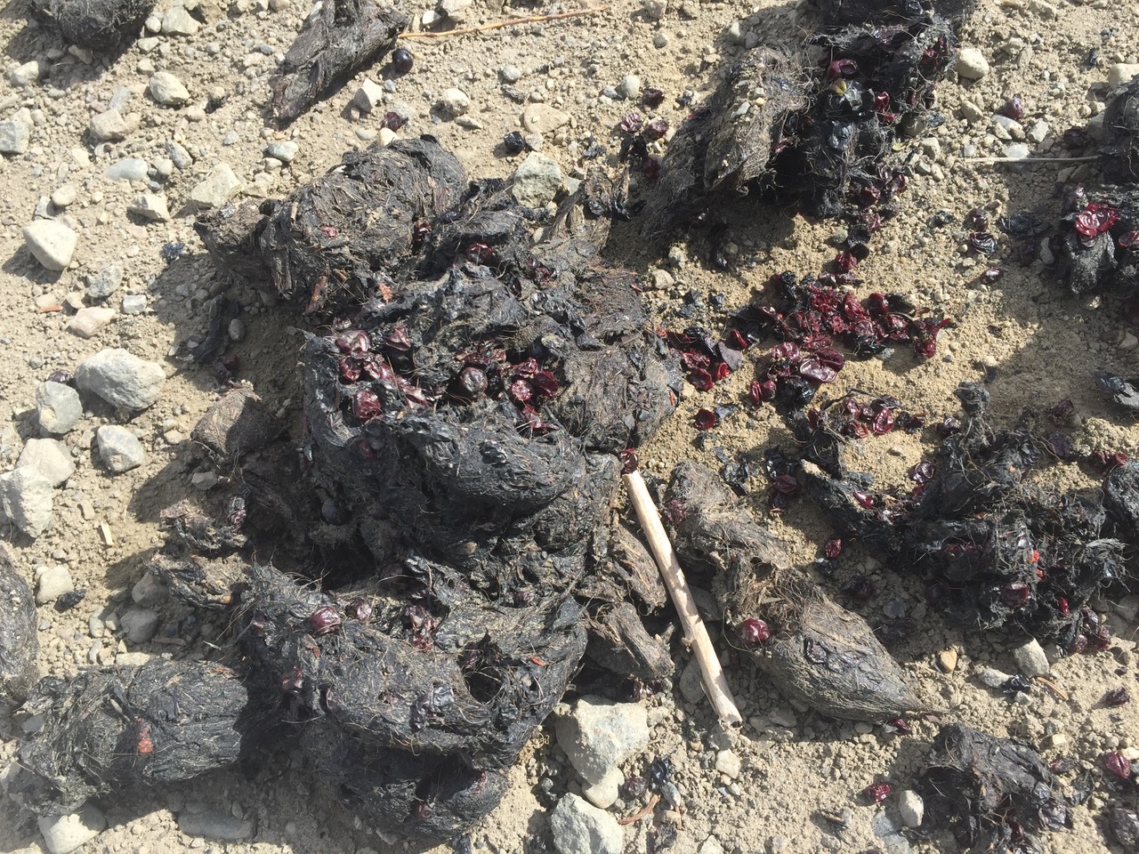 Bear Scat