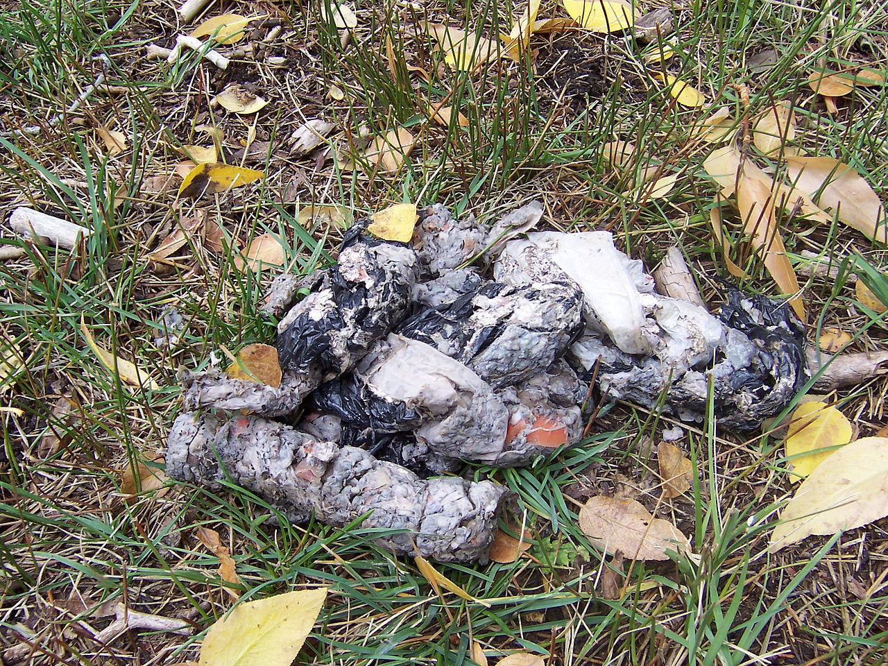 Bear Scat