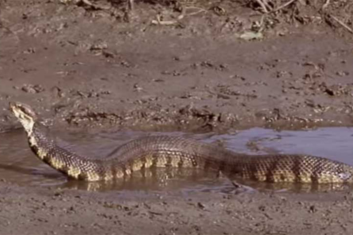 cottonmouth