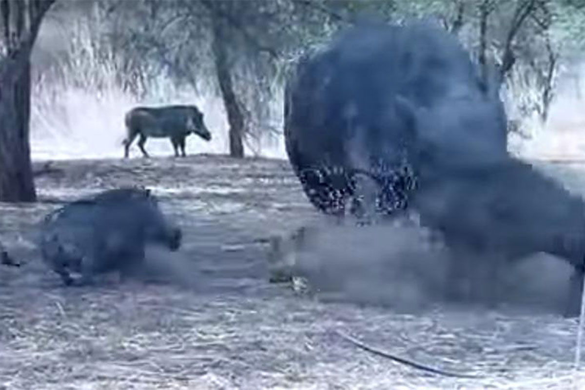 rhino