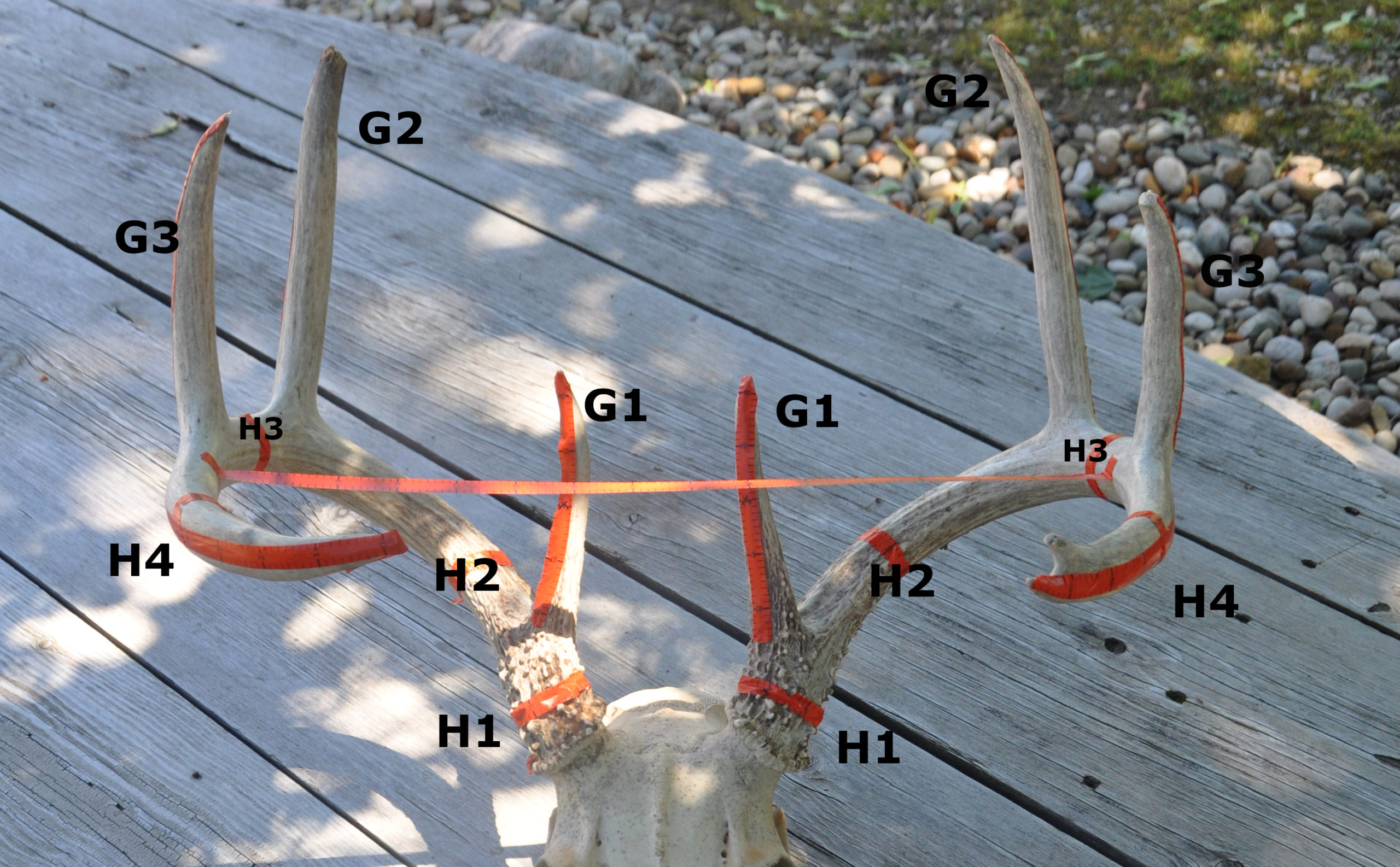 How to Score a Deer