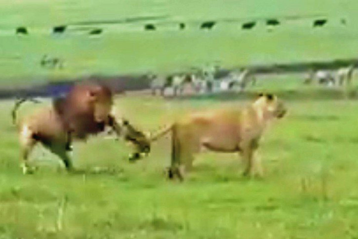 lions vs. dog