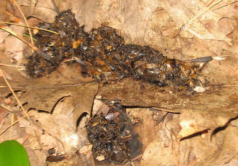 Raccoon Scat