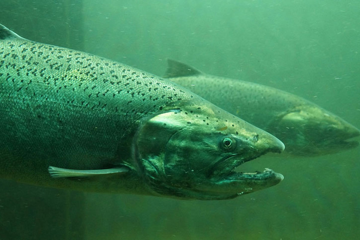 salmon