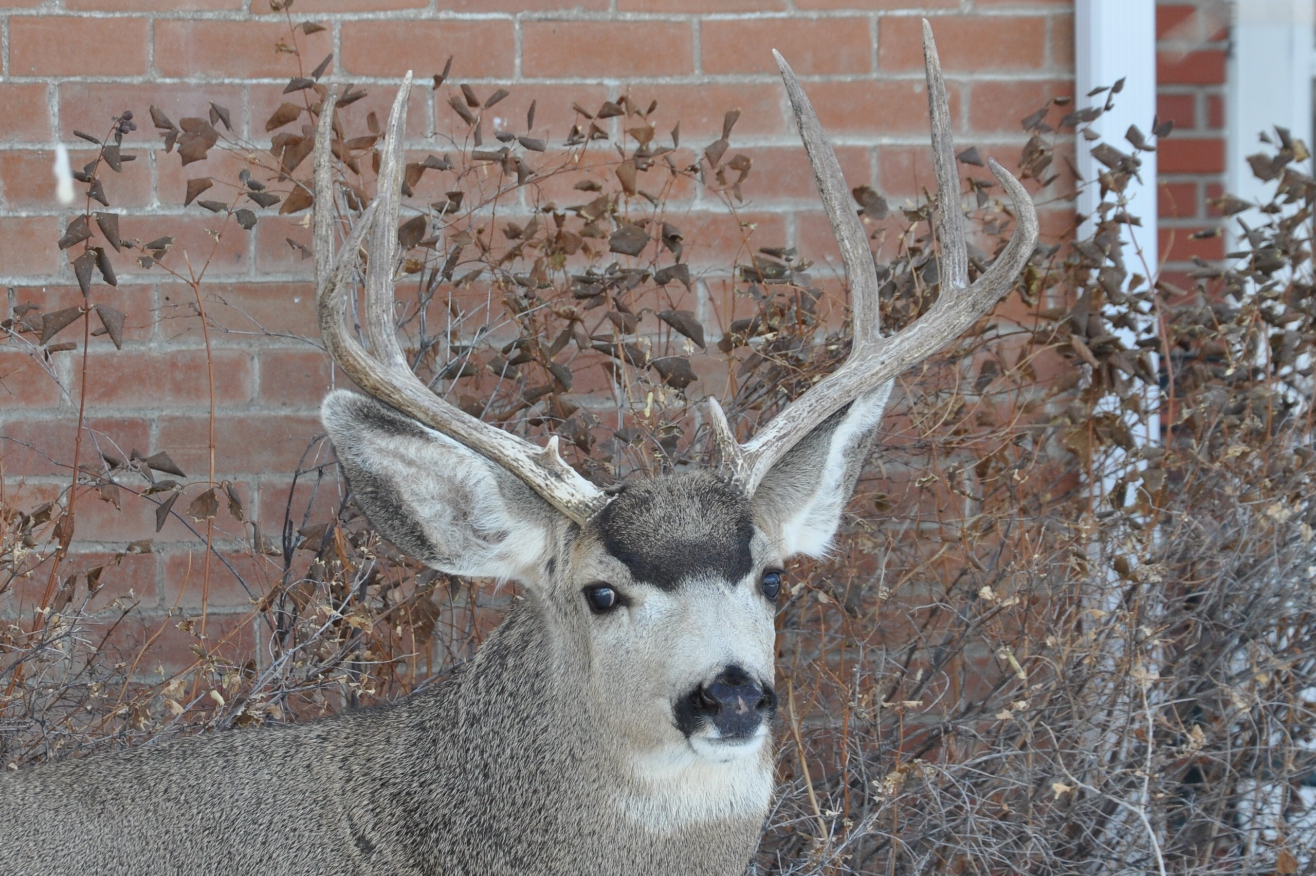 Whitetail vs. Mule Deer