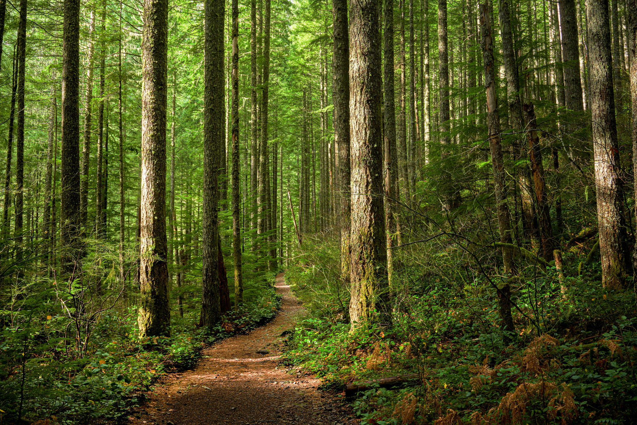 Thick woods with a dirt path running through.