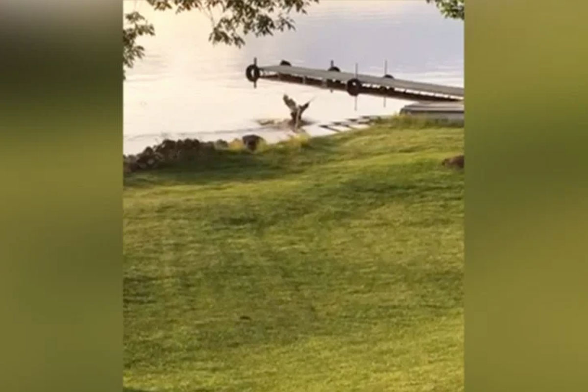 eagle vs. deer