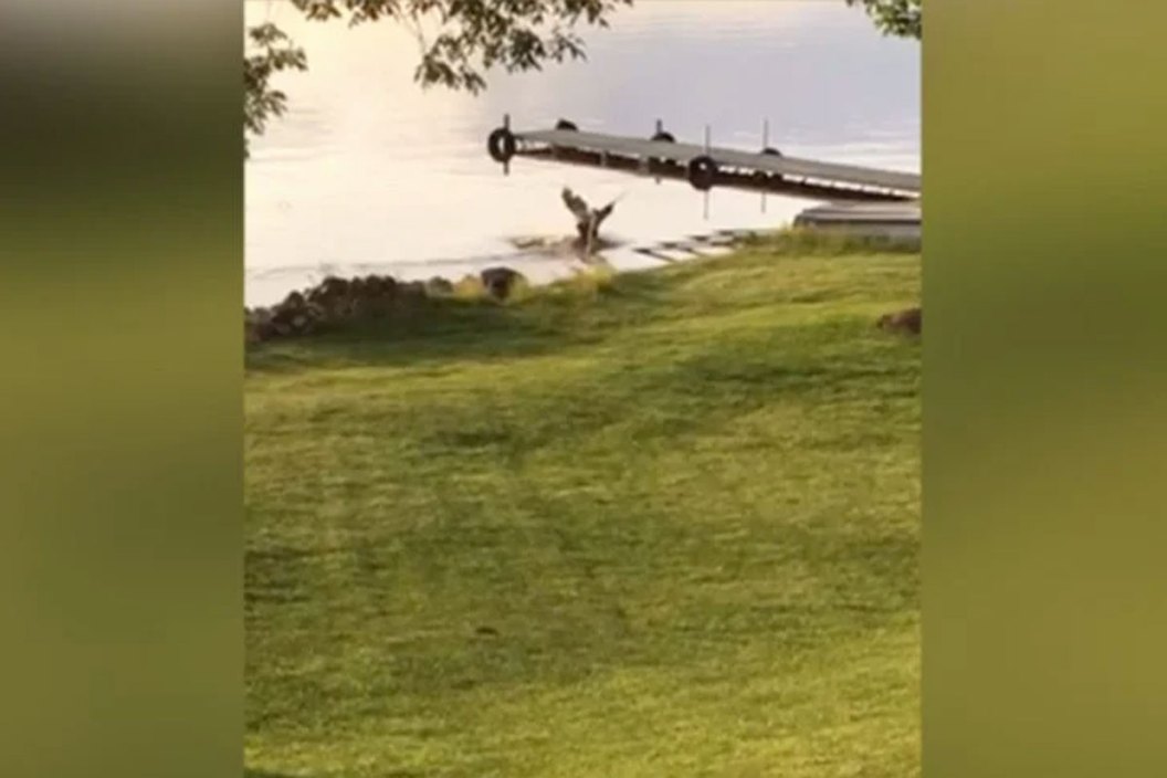 eagle vs. deer