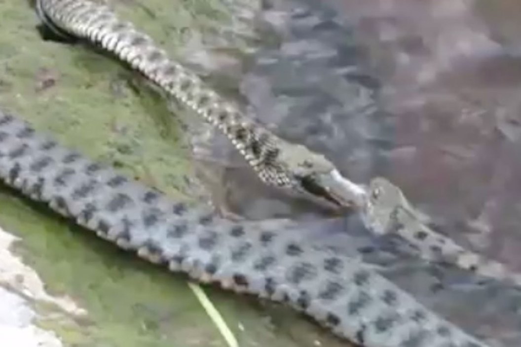 diamondback