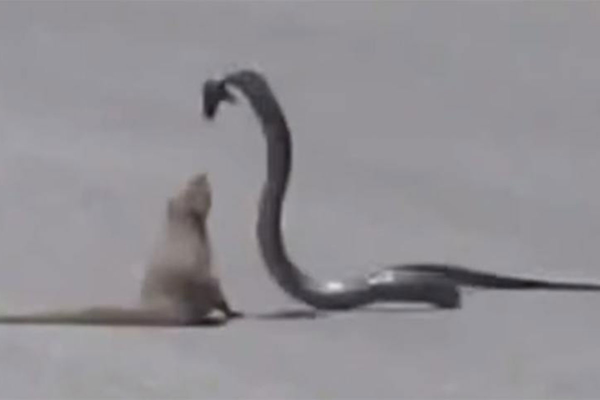 cobra