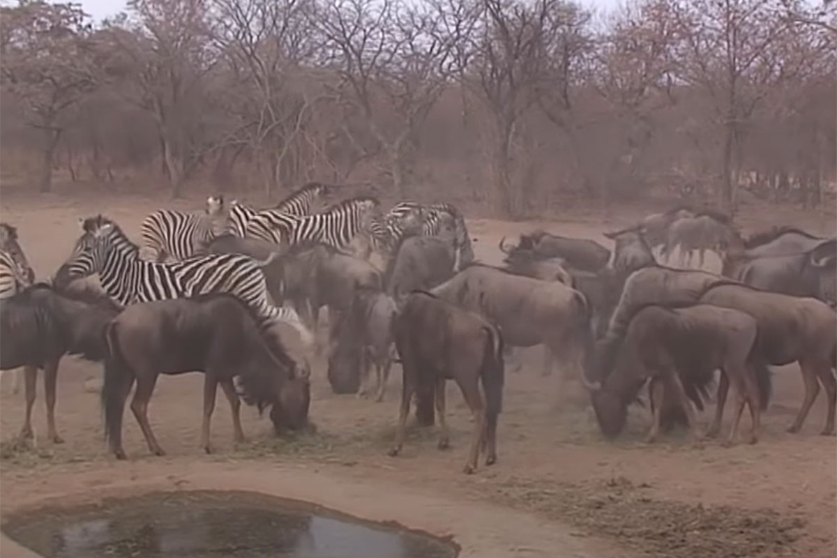 wildebeest