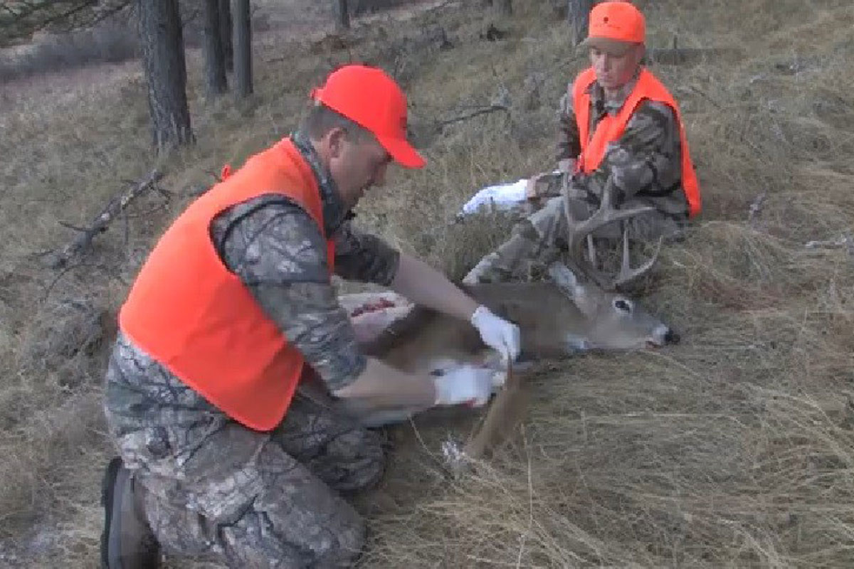 whitetail deer