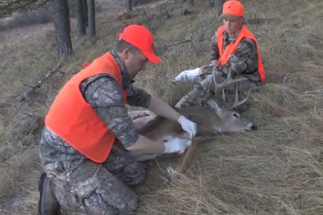 whitetail deer