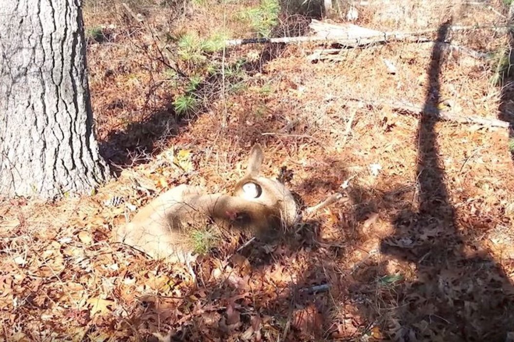 deer hunting