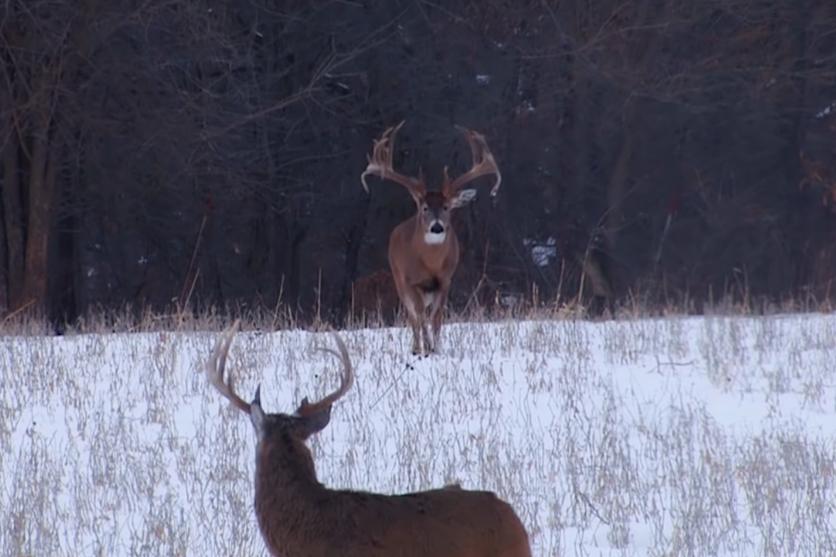Largest Buck Ever