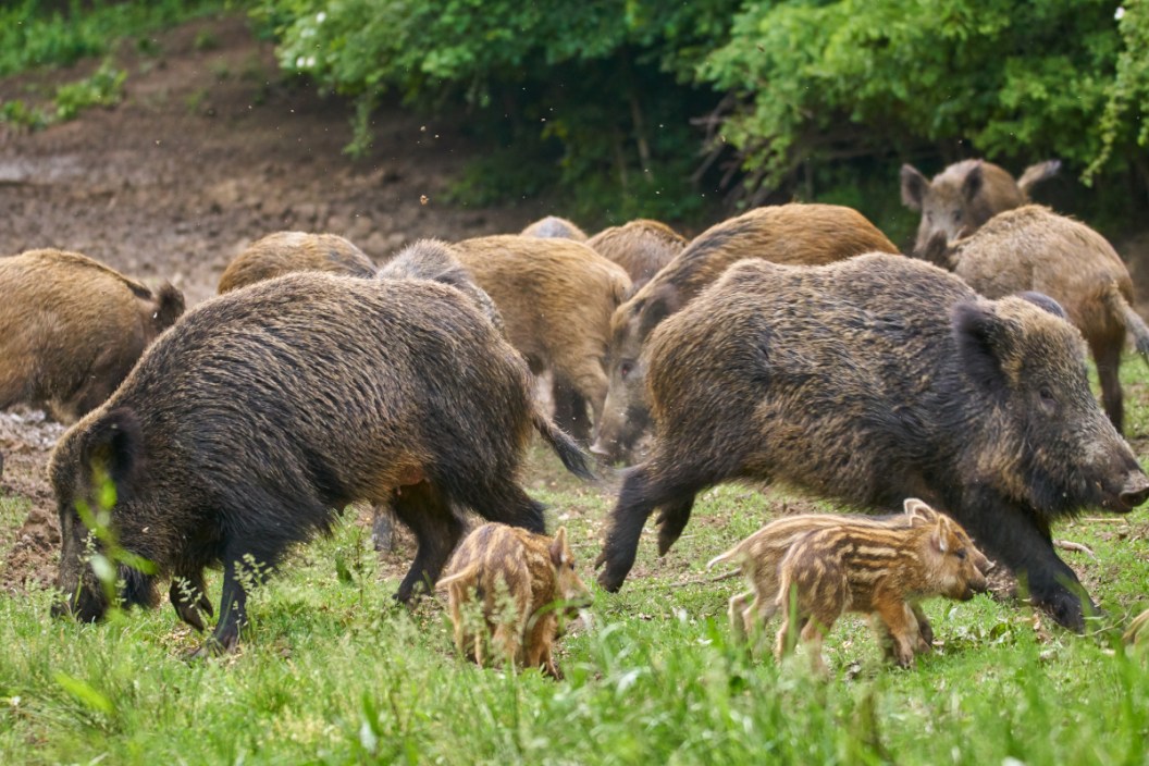 Sounder of Hogs