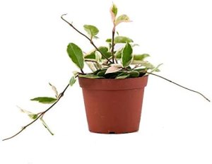 houseplants safe for cats