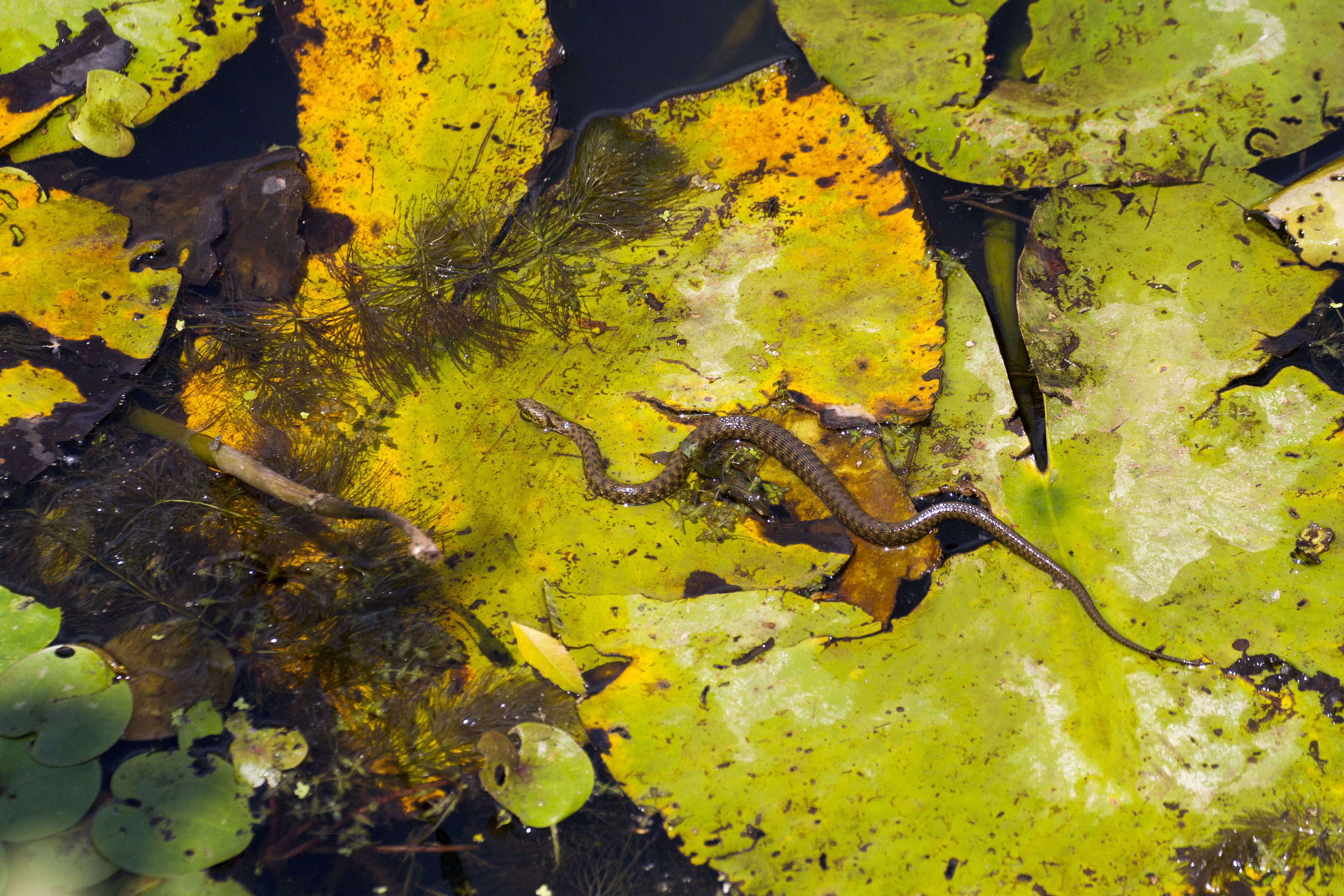 northern Water snake in its habitat