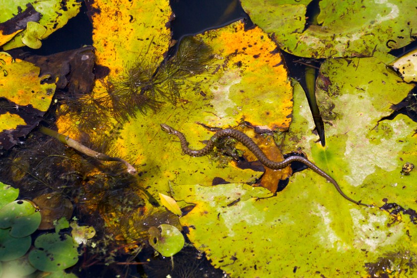 northern Water snake in its habitat