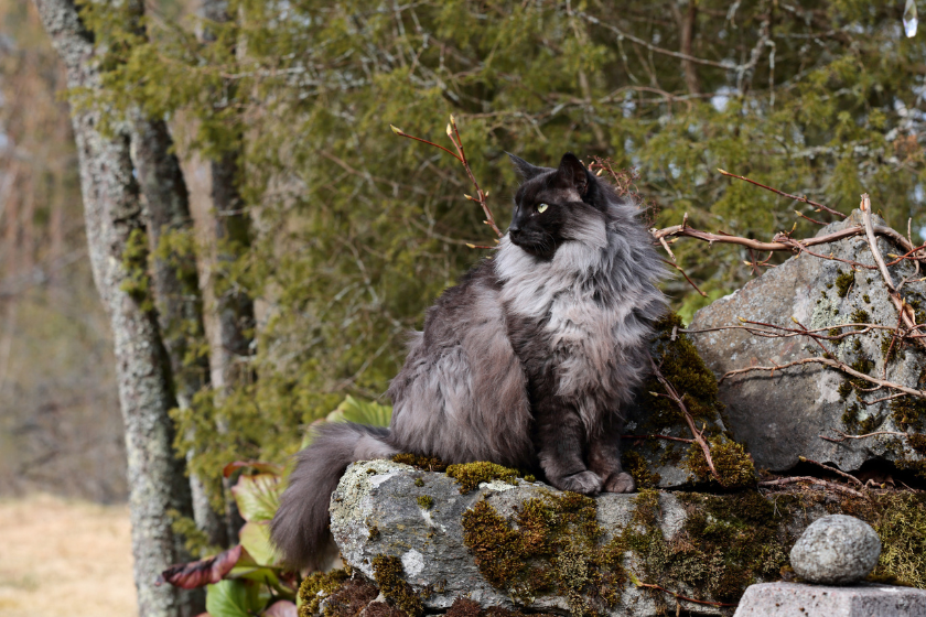 norwegian forest cat