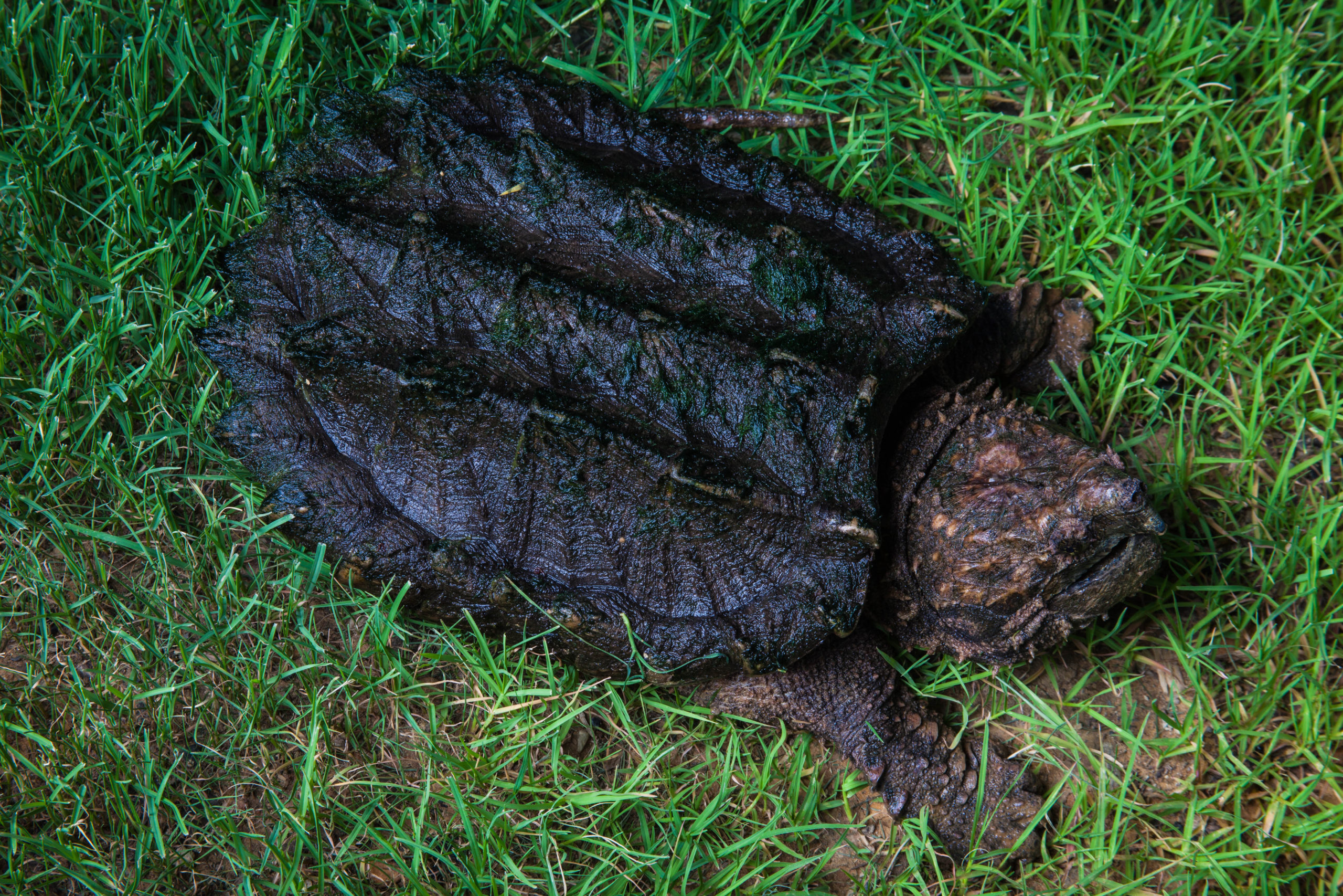 Alligator Snapping Turtle