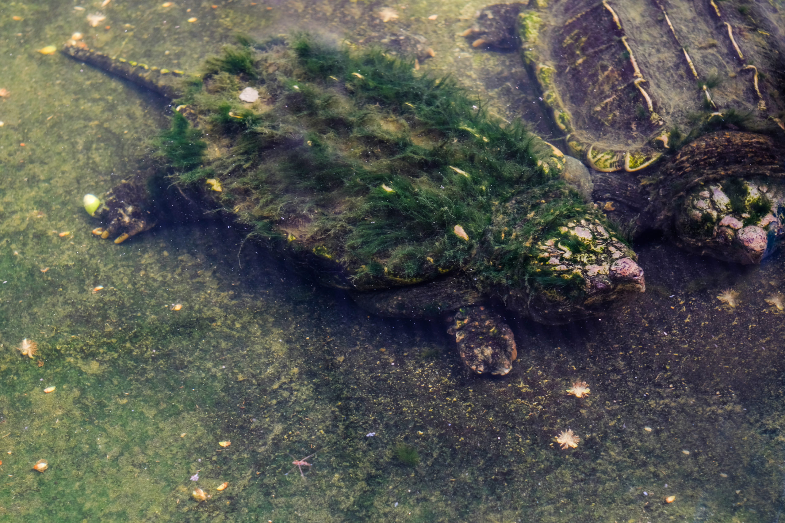 Alligator Snapping Turtle