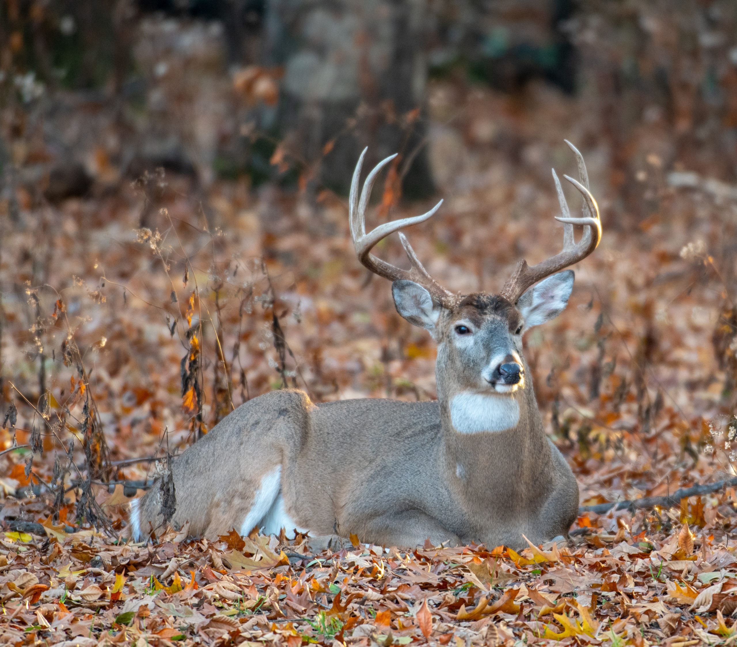 Deer Sanctuaries