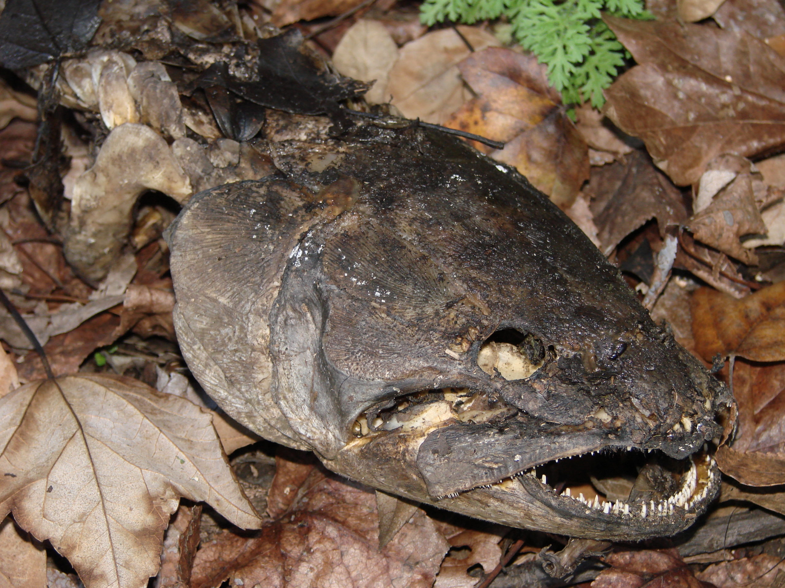 Bowfin