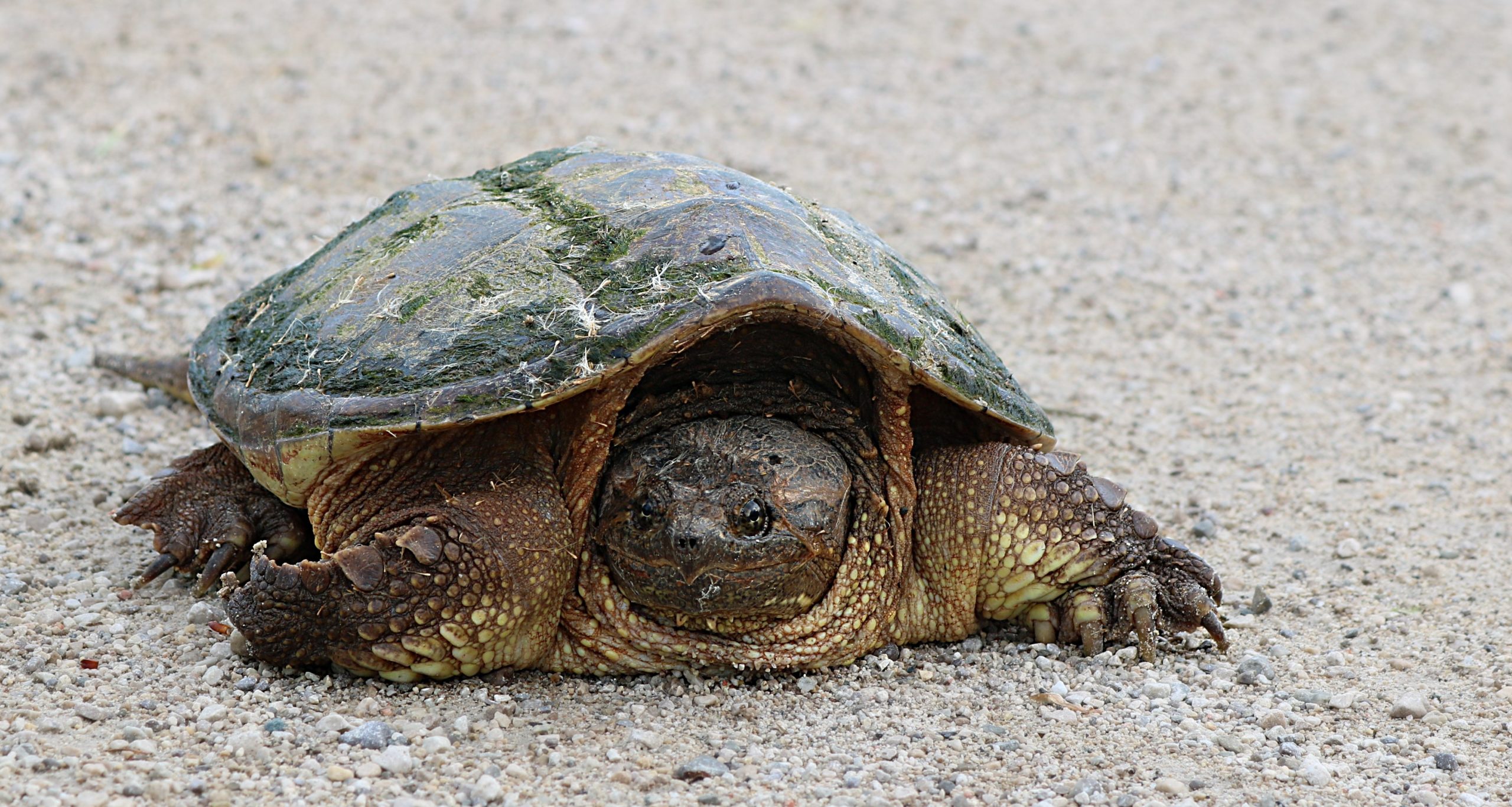 Common Snapping Turtle