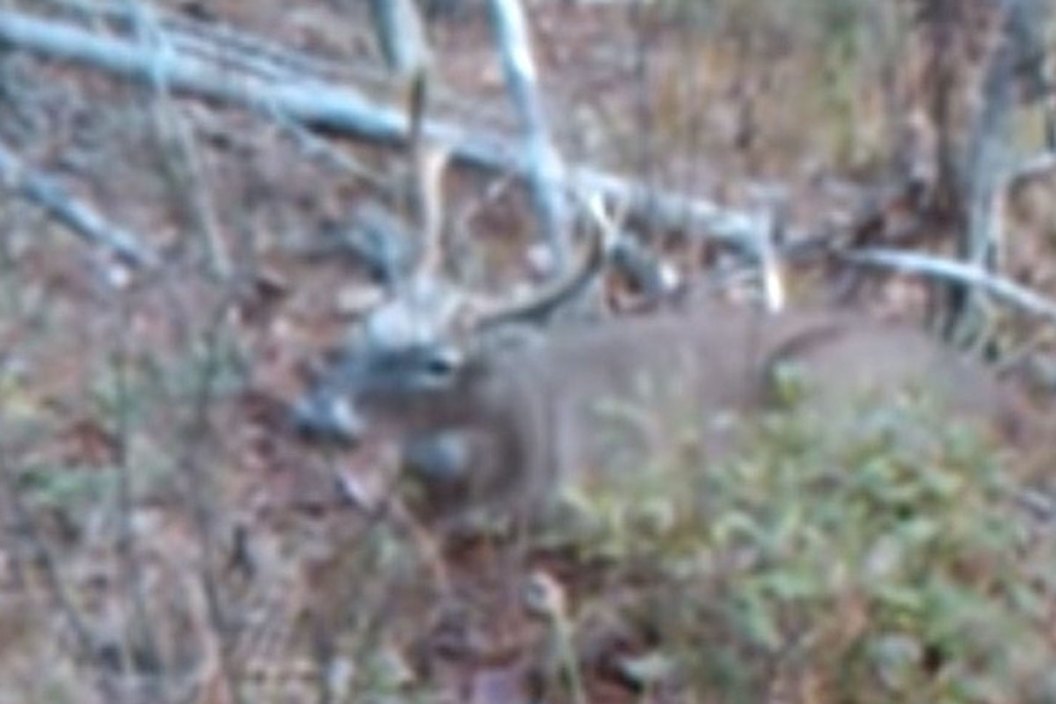 deer hunting