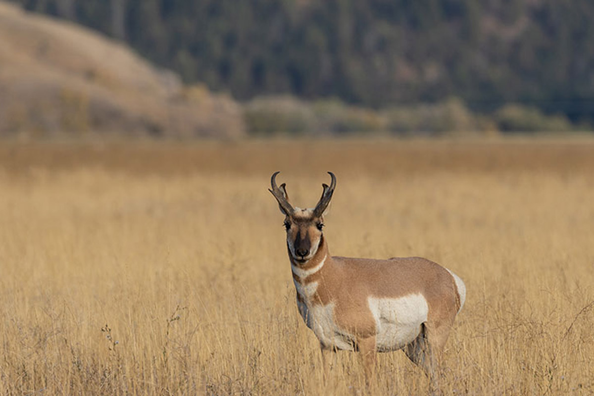 pronghorn