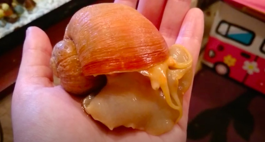 giant apple snail