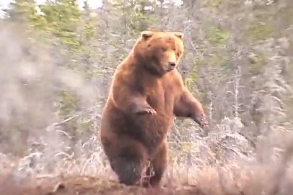 grizzly bear