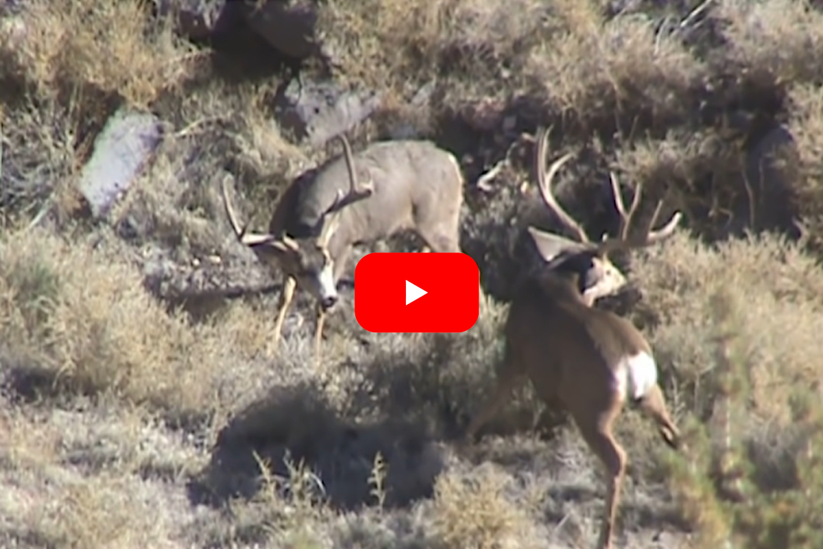 Mule Deer