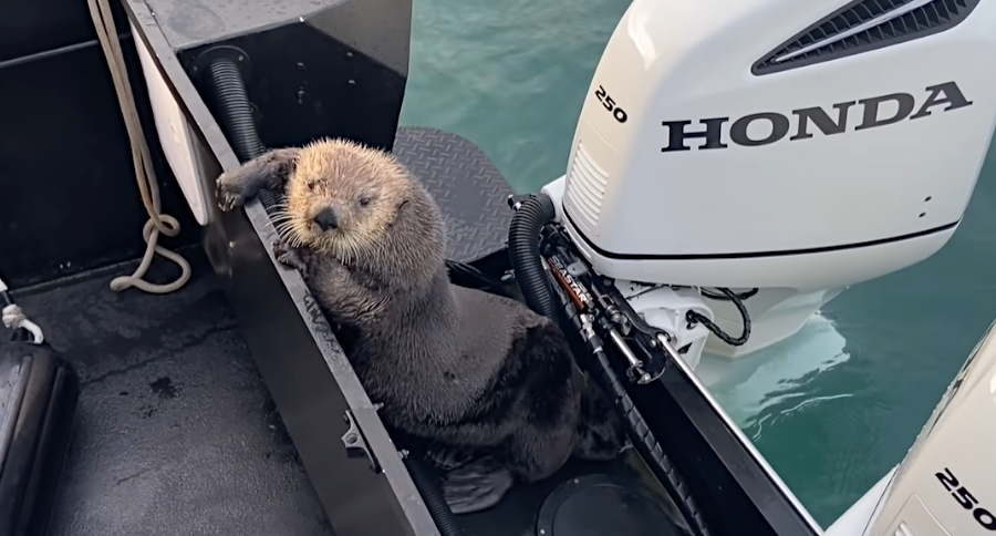 Otter