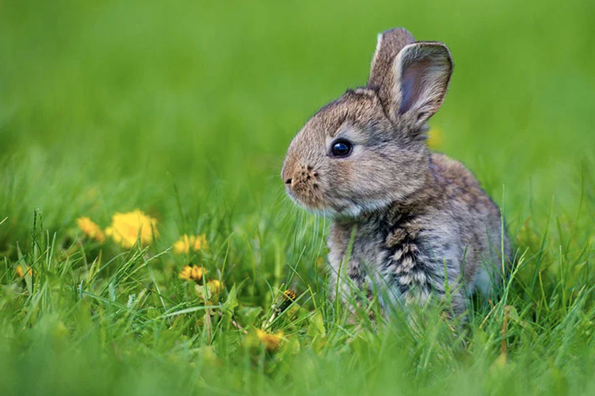 rabbit