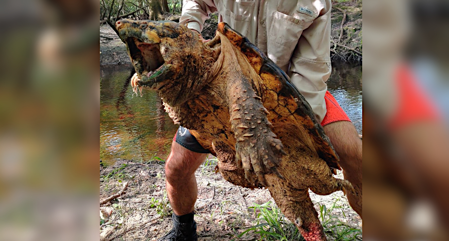 Suwannee Alligator Snapping Turtle
