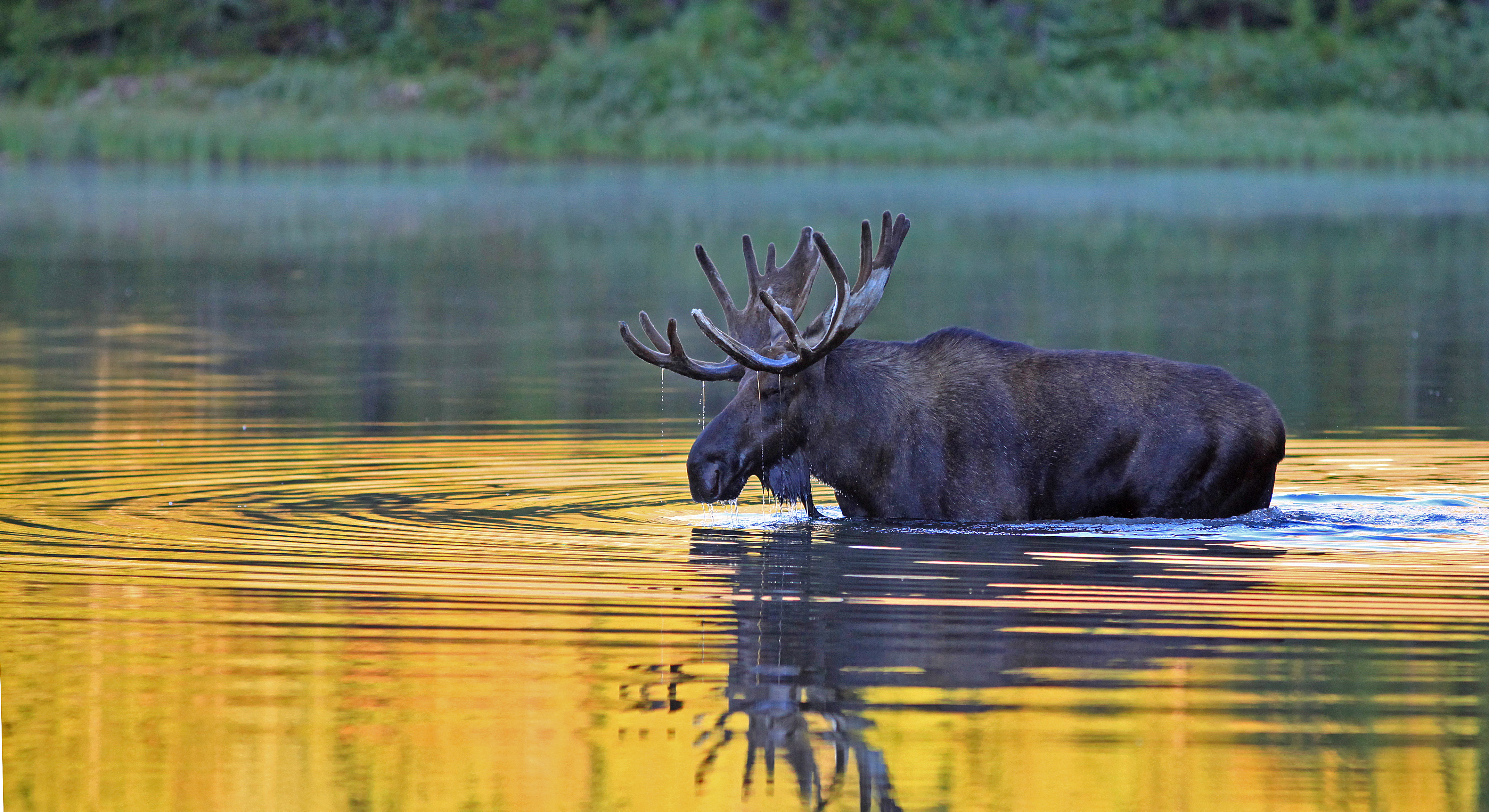 moose in the water
