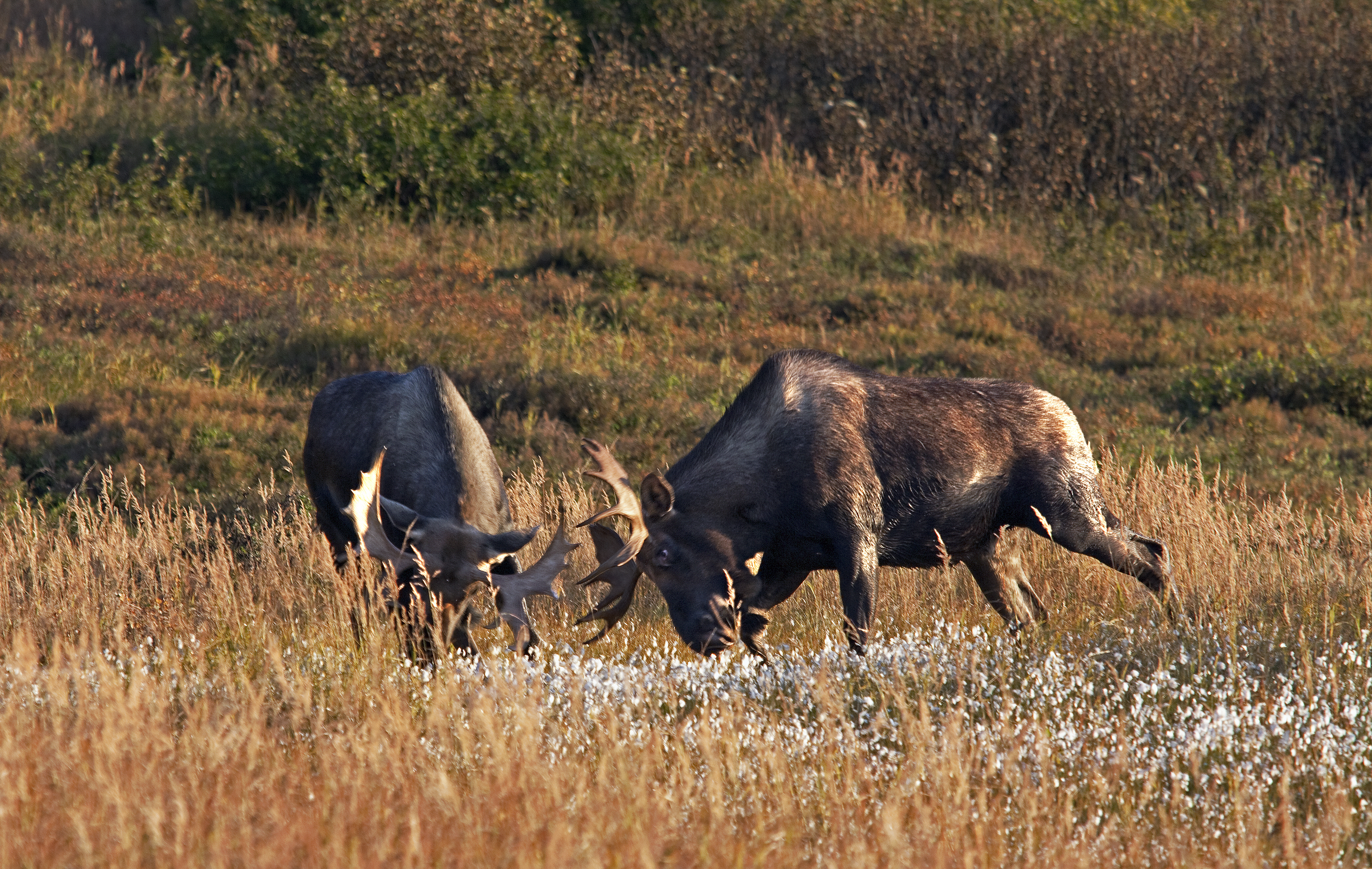 alaska moose