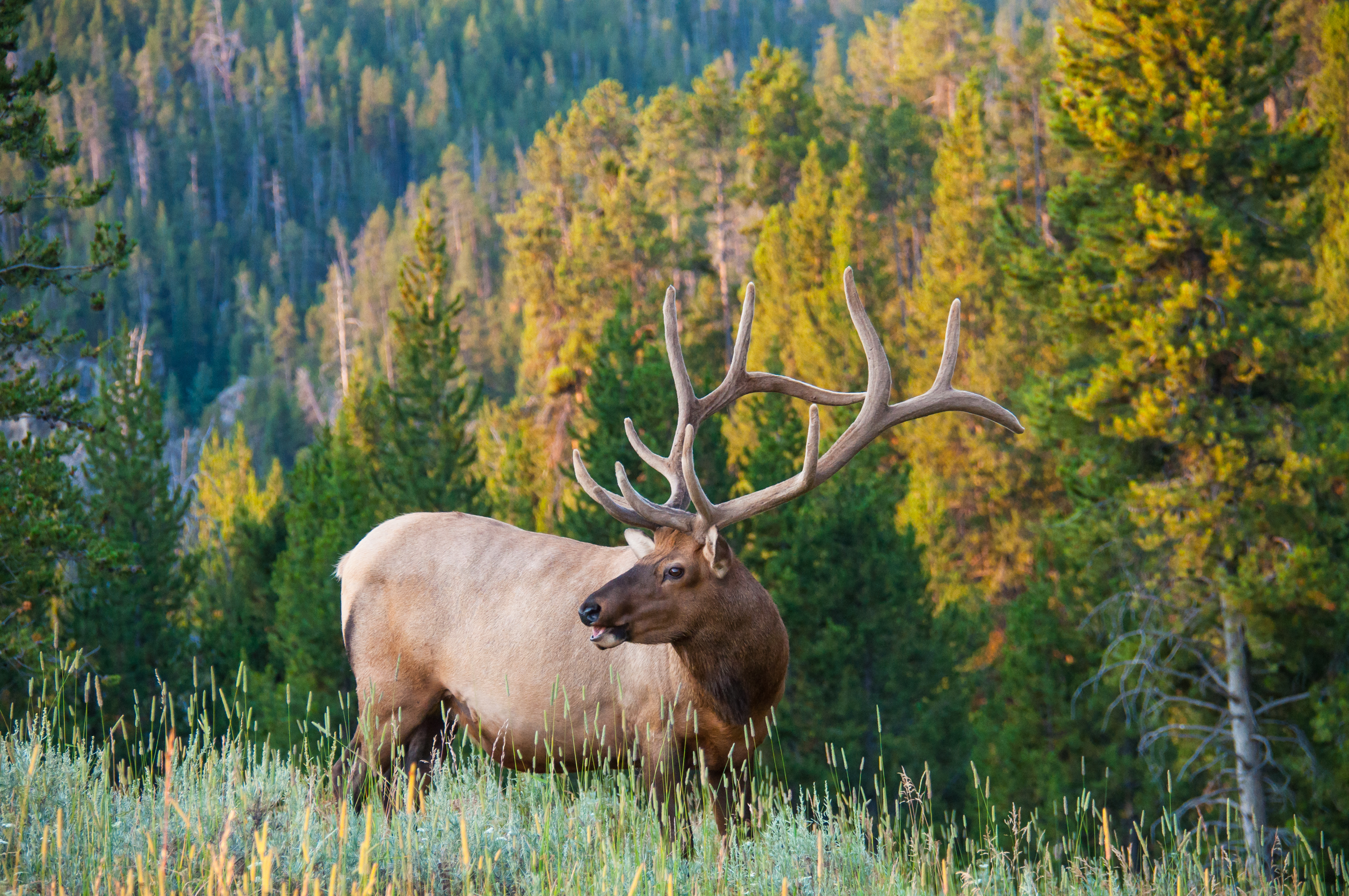 elk in montana.
