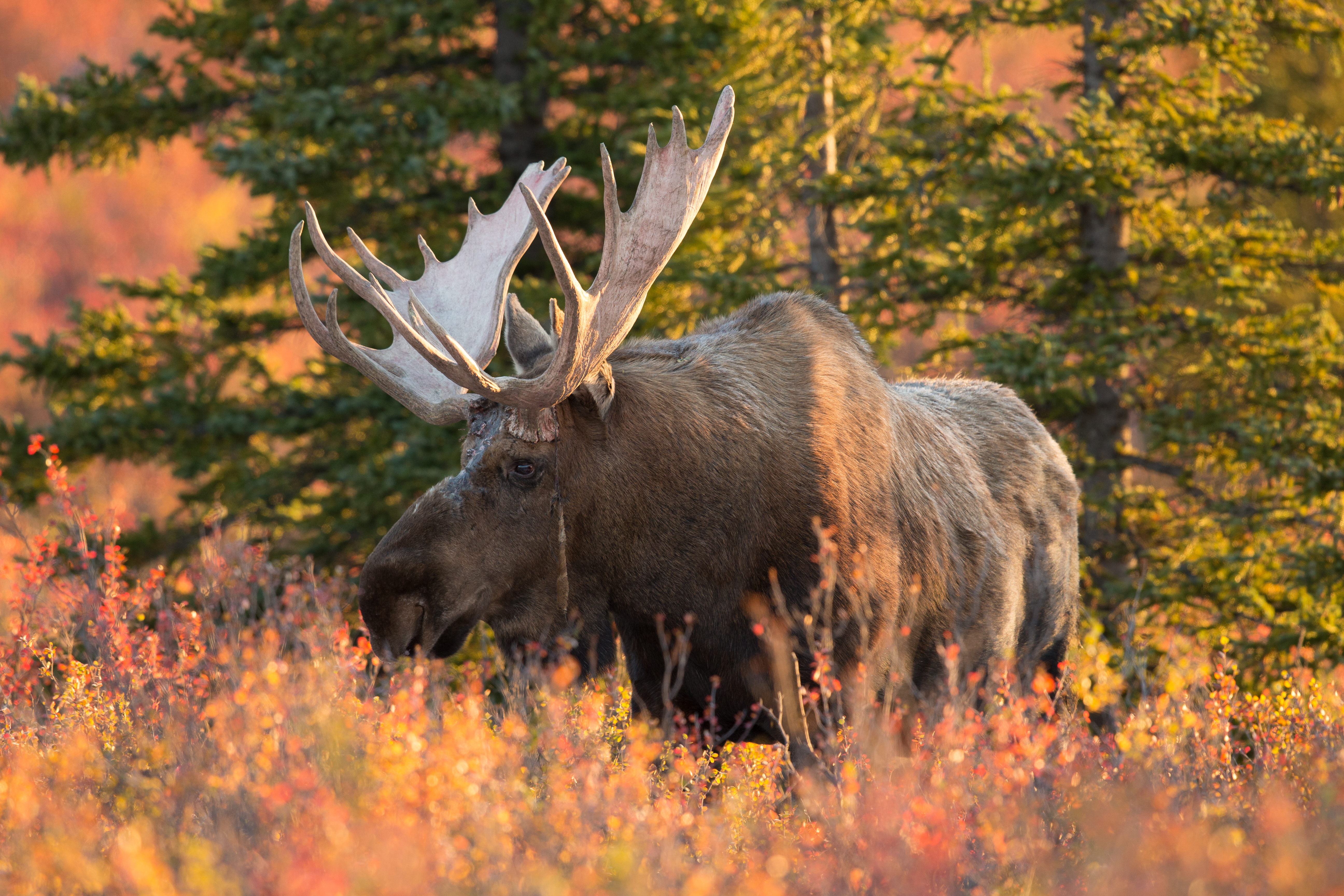 massive bull moose