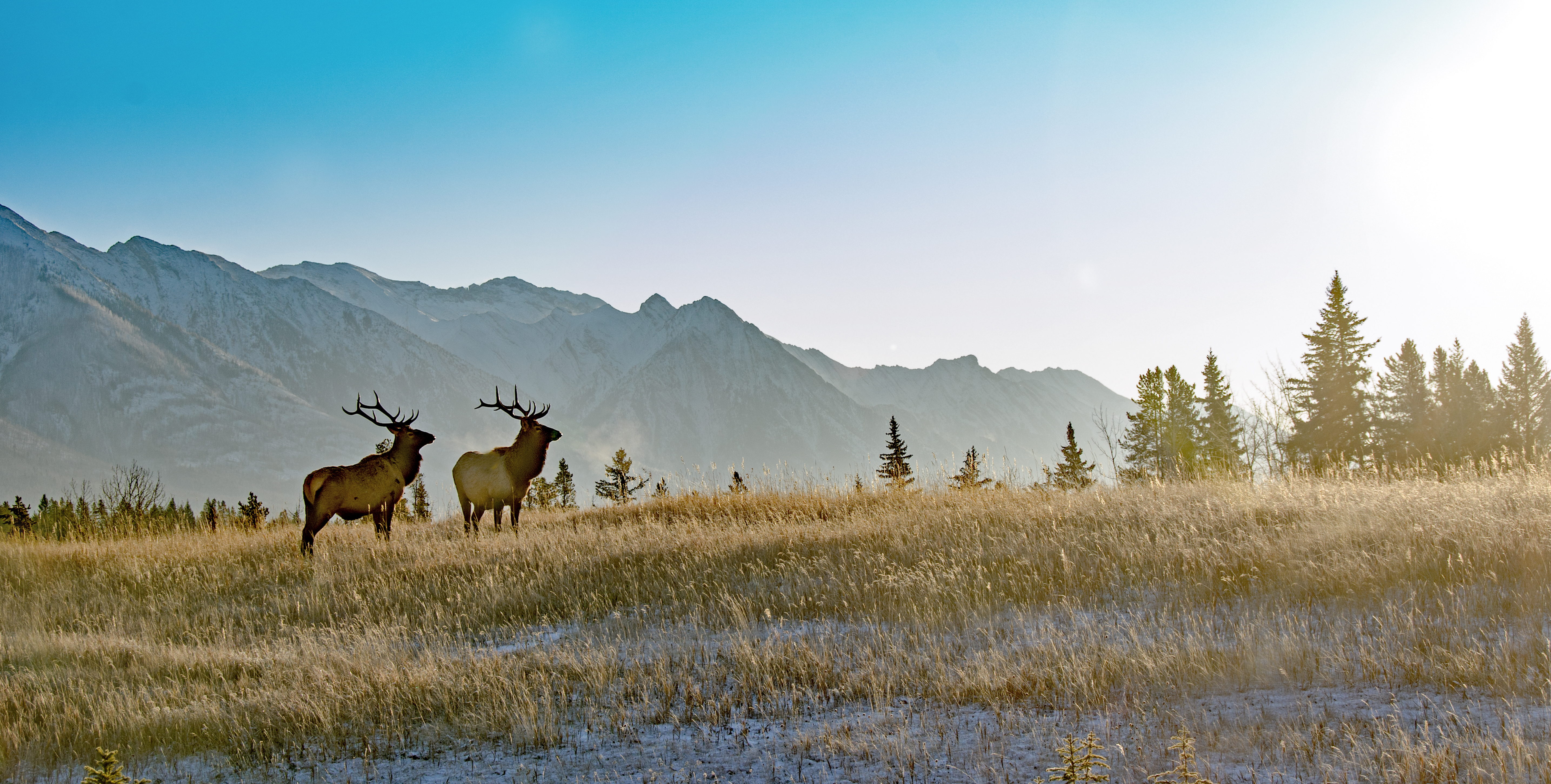 bull elk in the alpine.