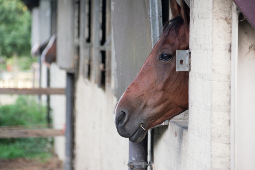 how much does a horse cost