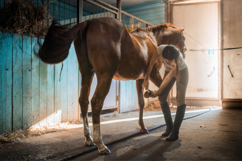 how much do horses cost