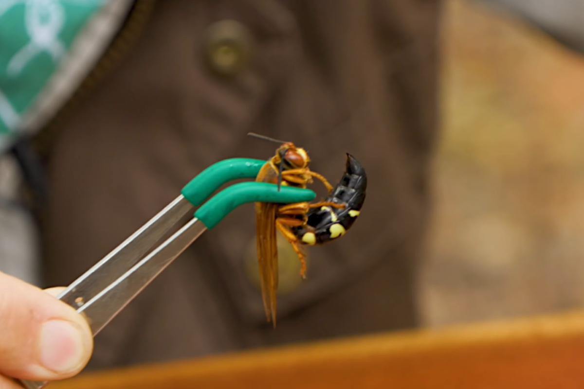 Cicada Killer