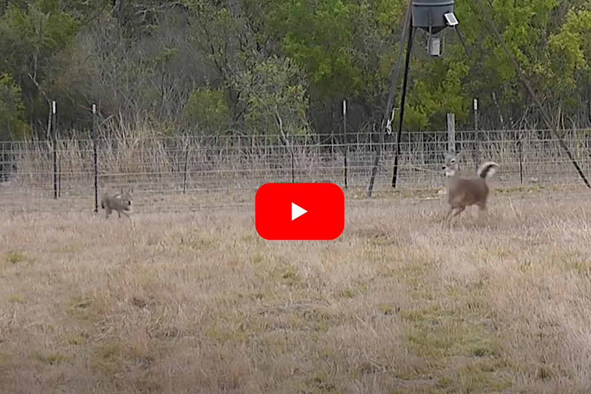 Coyote Attacks a Deer