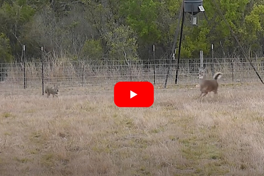 Coyote Attacks a Deer