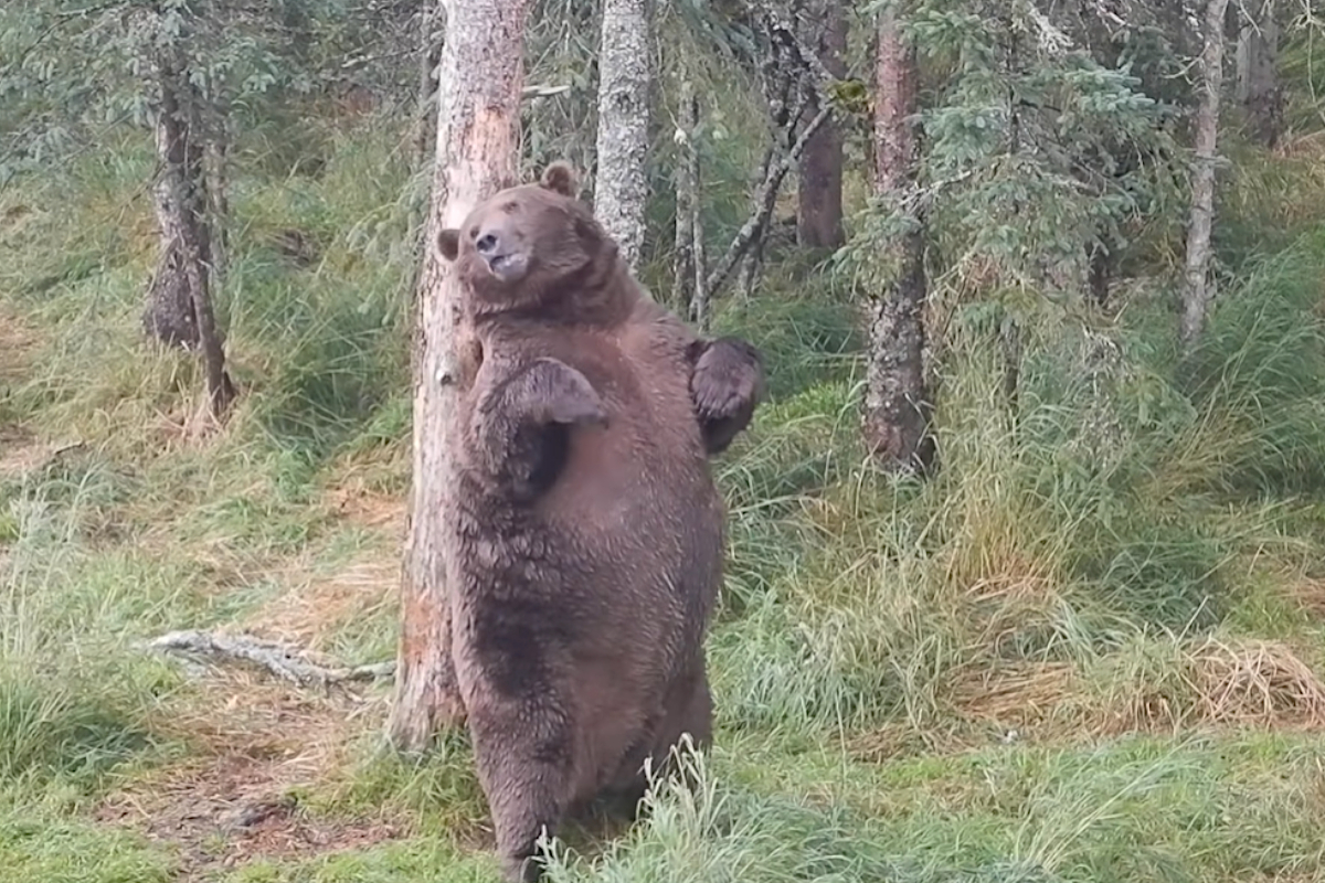 Fat Bear