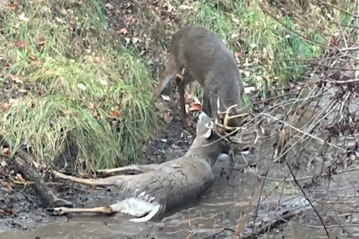 Locked Bucks