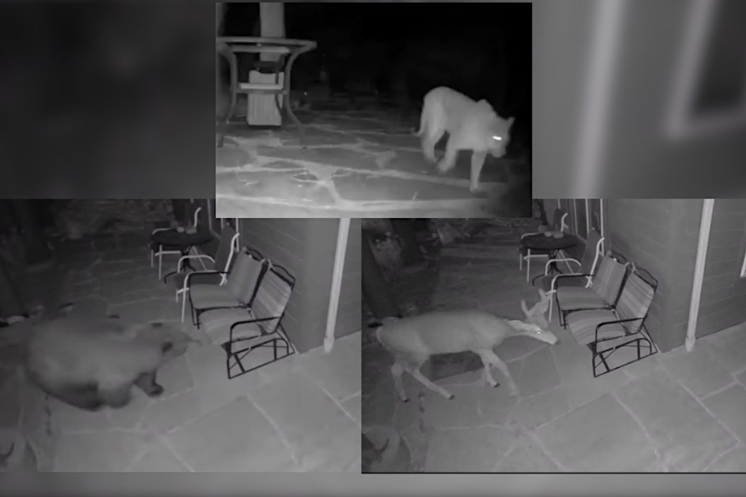 Security Camera
